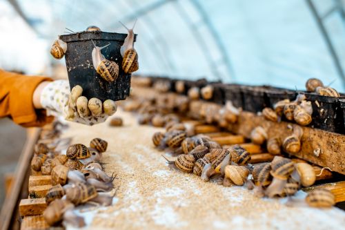 Jak założyć hodowlę ślimaków?