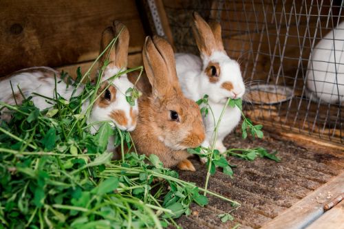 Jak założyć hodowlę królików? Te informacje Ci się przydadzą!