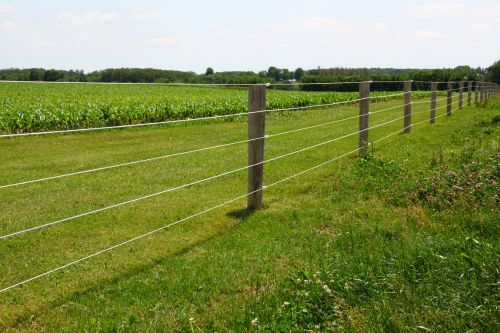 Jakie paliki i słupki wybrać do pastucha?